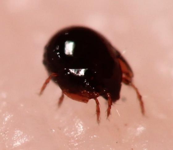 Detail Black Bug Images Nomer 47