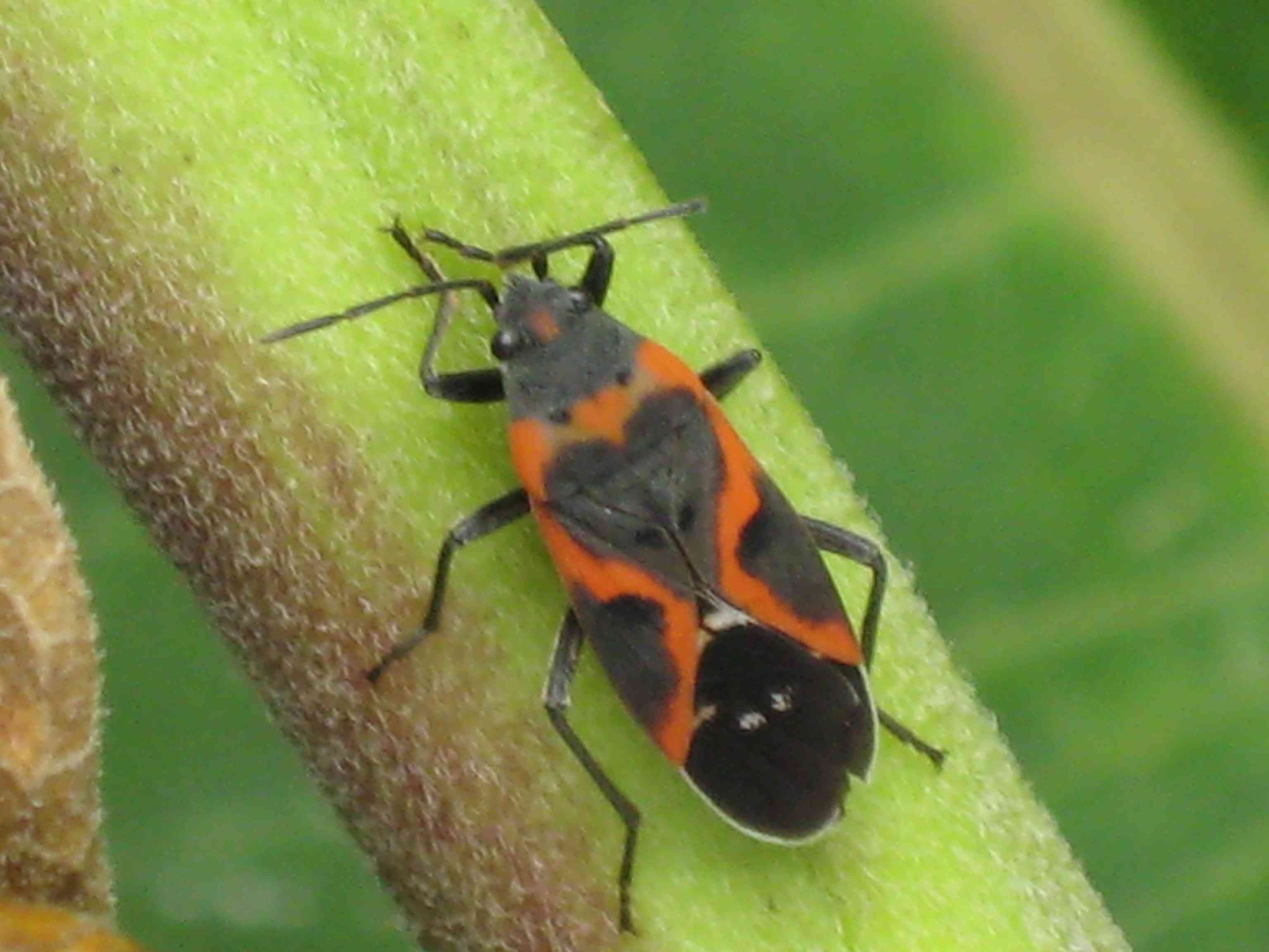 Detail Black Bug Images Nomer 48