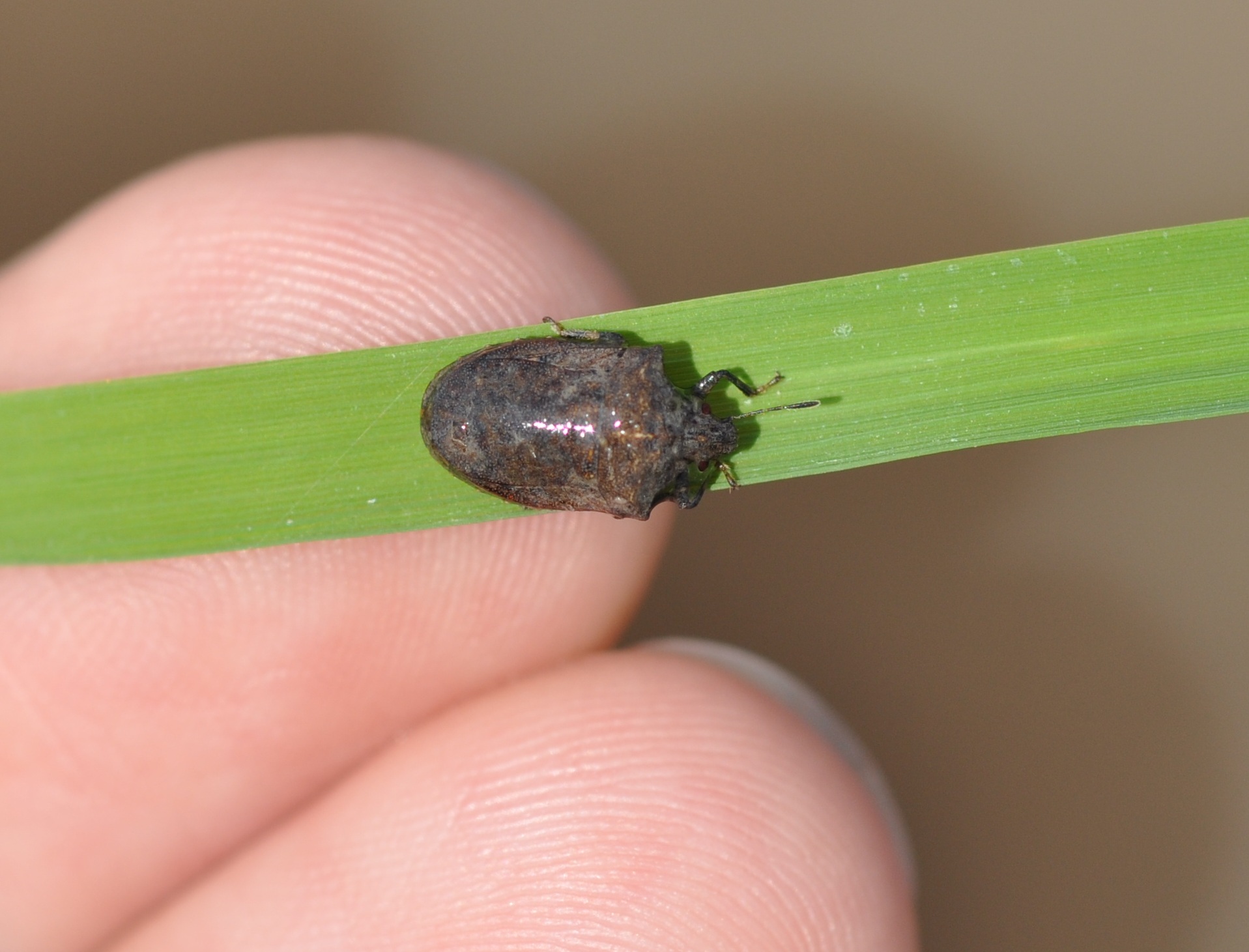Detail Black Bug Images Nomer 49