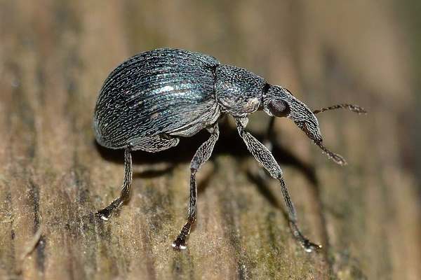 Detail Black Bug Images Nomer 50