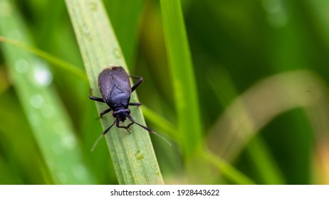 Detail Black Bug Images Nomer 7