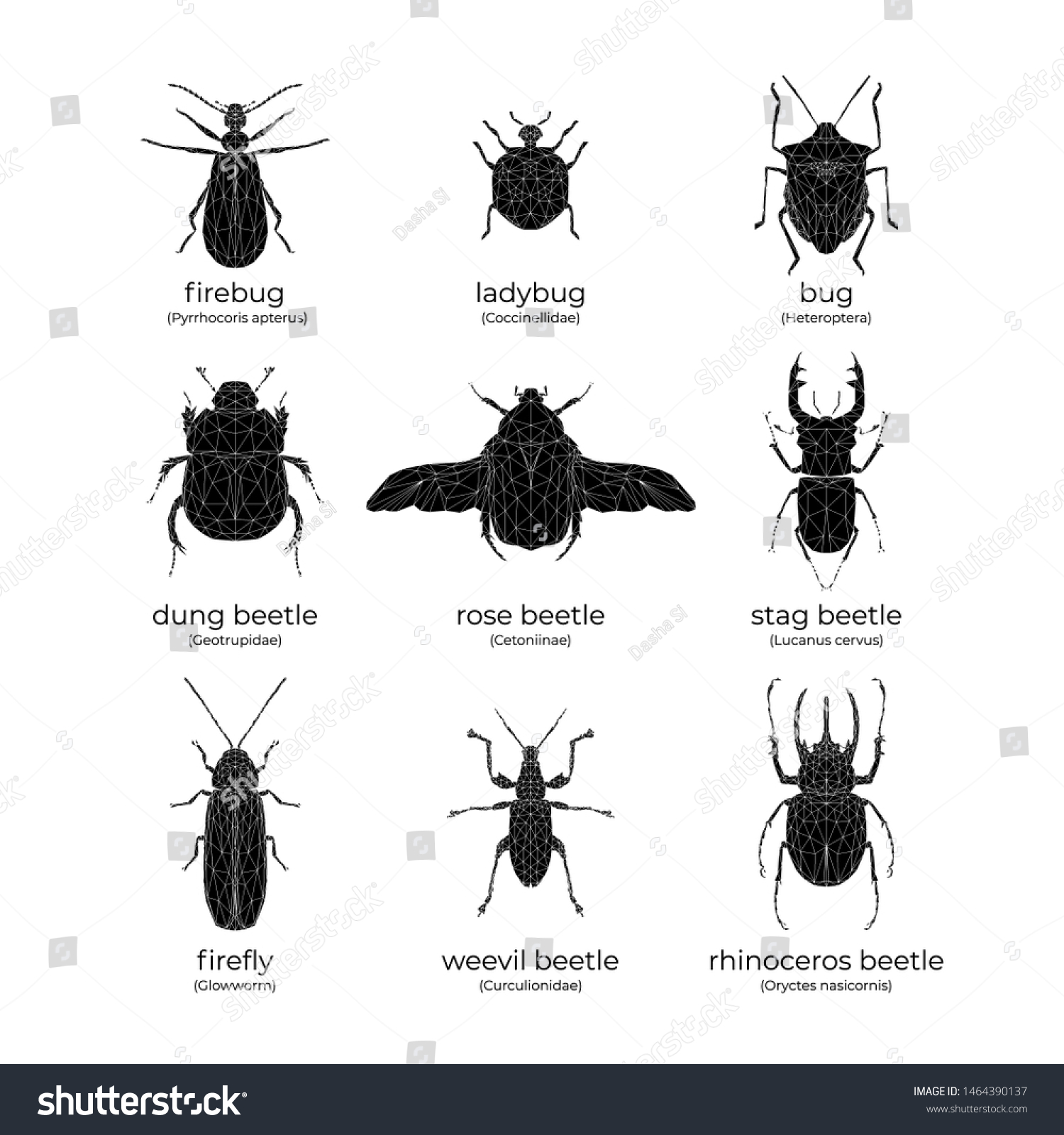 Detail Black Bug Images Nomer 8
