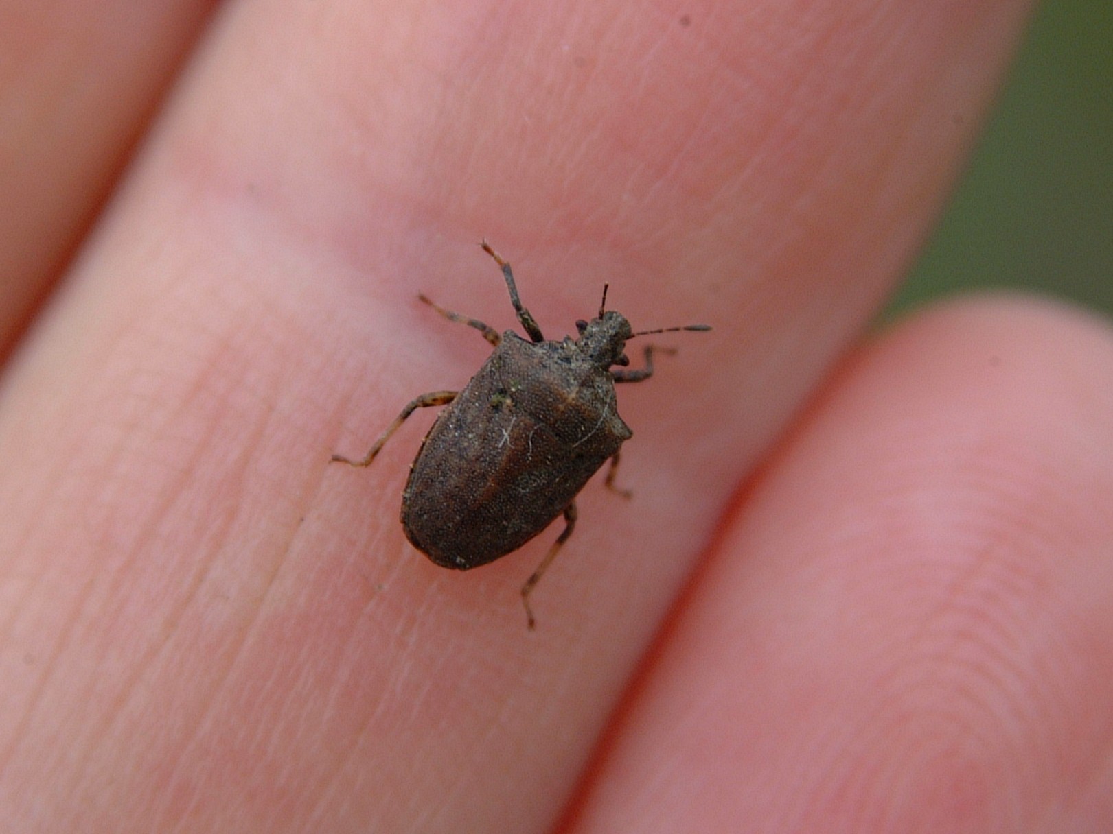 Detail Black Bug Images Nomer 9