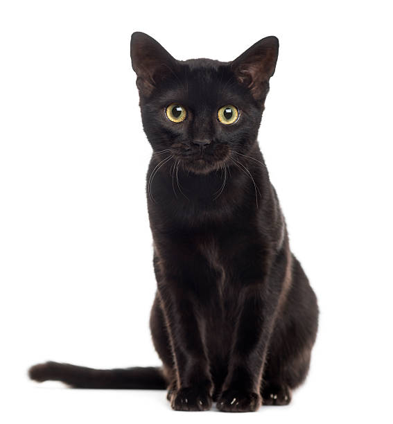 Black Cat Images Free - KibrisPDR