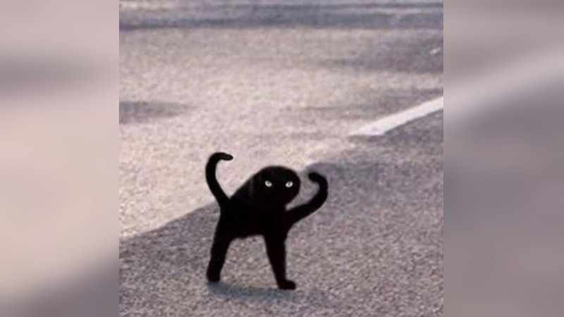 Black Cat Meme - KibrisPDR
