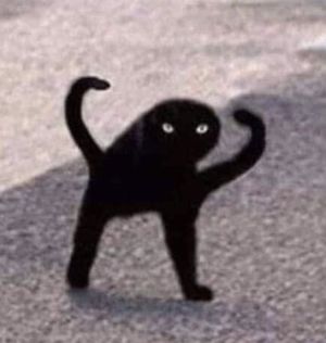 Detail Black Cat Meme Nomer 2