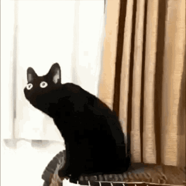 Detail Black Cat Meme Nomer 11
