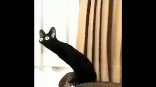 Detail Black Cat Meme Nomer 15
