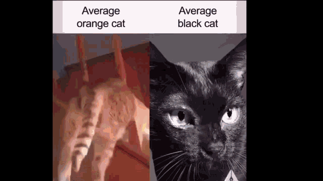 Detail Black Cat Meme Nomer 16