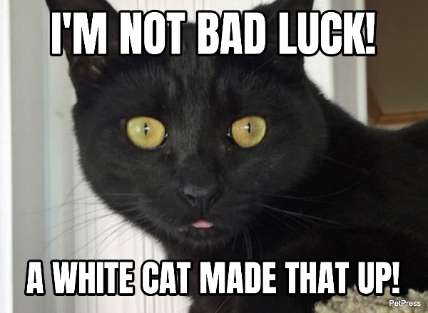 Detail Black Cat Meme Nomer 18