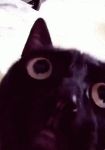 Detail Black Cat Meme Nomer 3