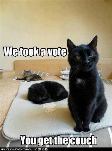 Detail Black Cat Meme Nomer 25