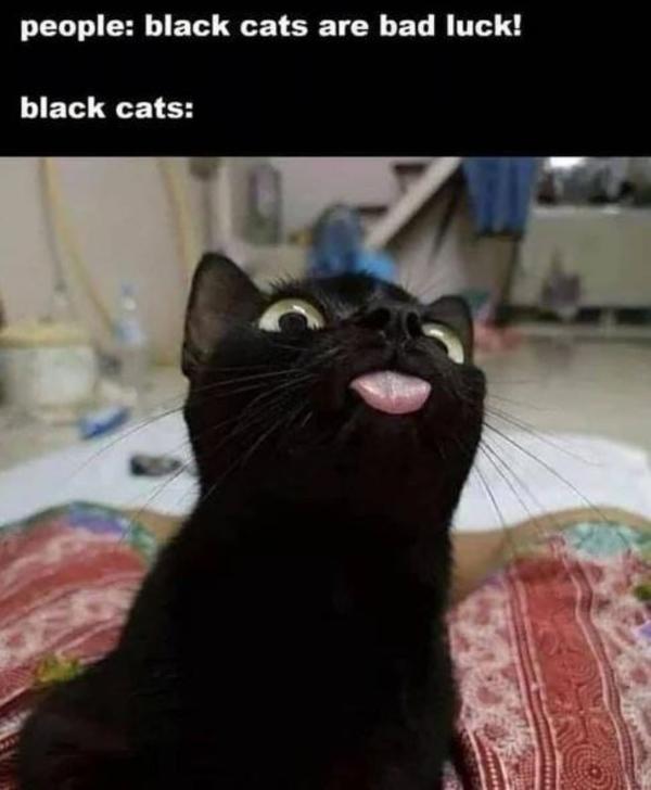 Detail Black Cat Meme Nomer 27