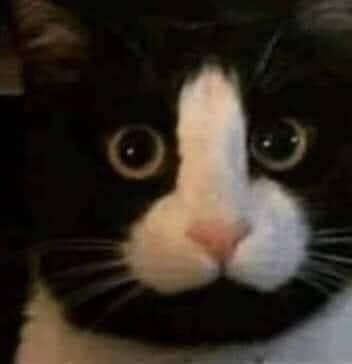 Detail Black Cat Meme Nomer 28
