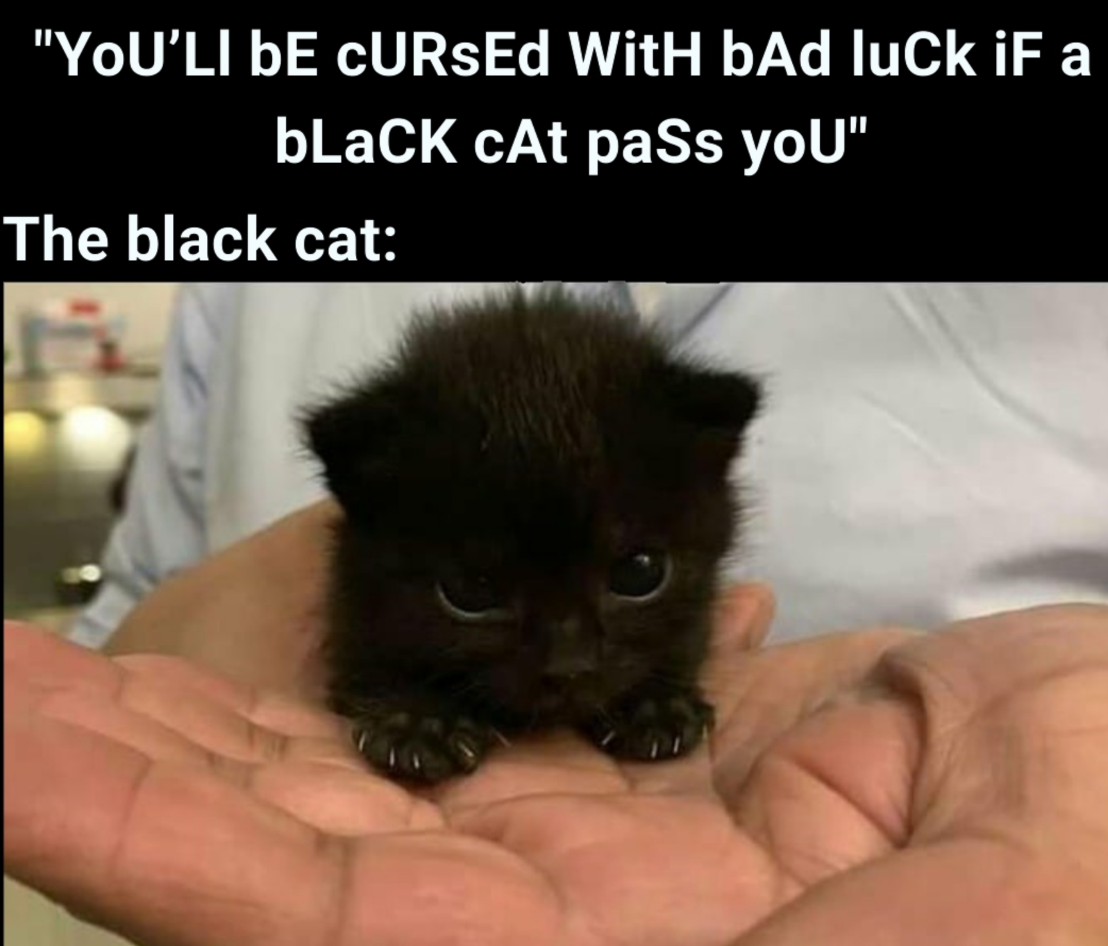Detail Black Cat Meme Nomer 32