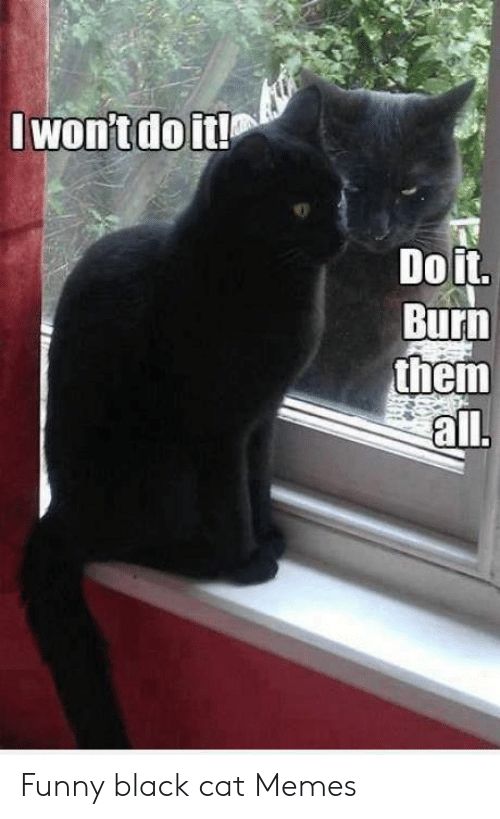 Detail Black Cat Meme Nomer 33