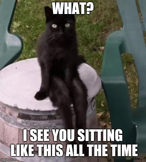 Detail Black Cat Meme Nomer 34