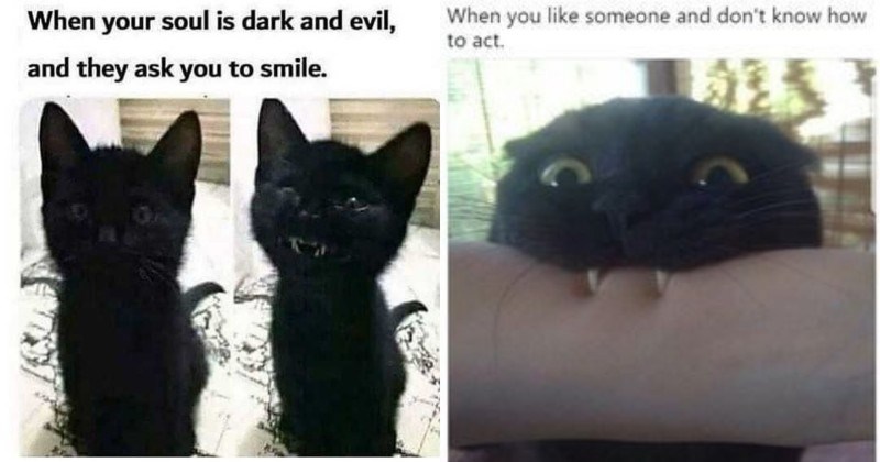 Detail Black Cat Meme Nomer 41