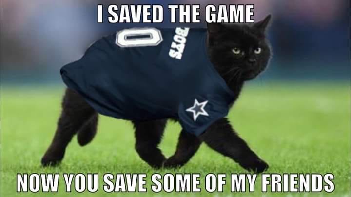 Detail Black Cat Meme Nomer 42