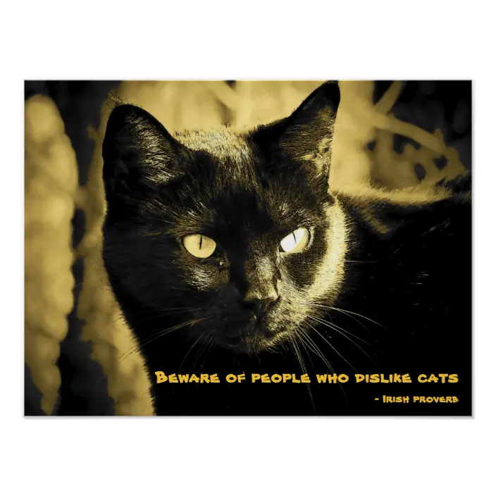 Detail Black Cat Meme Nomer 45