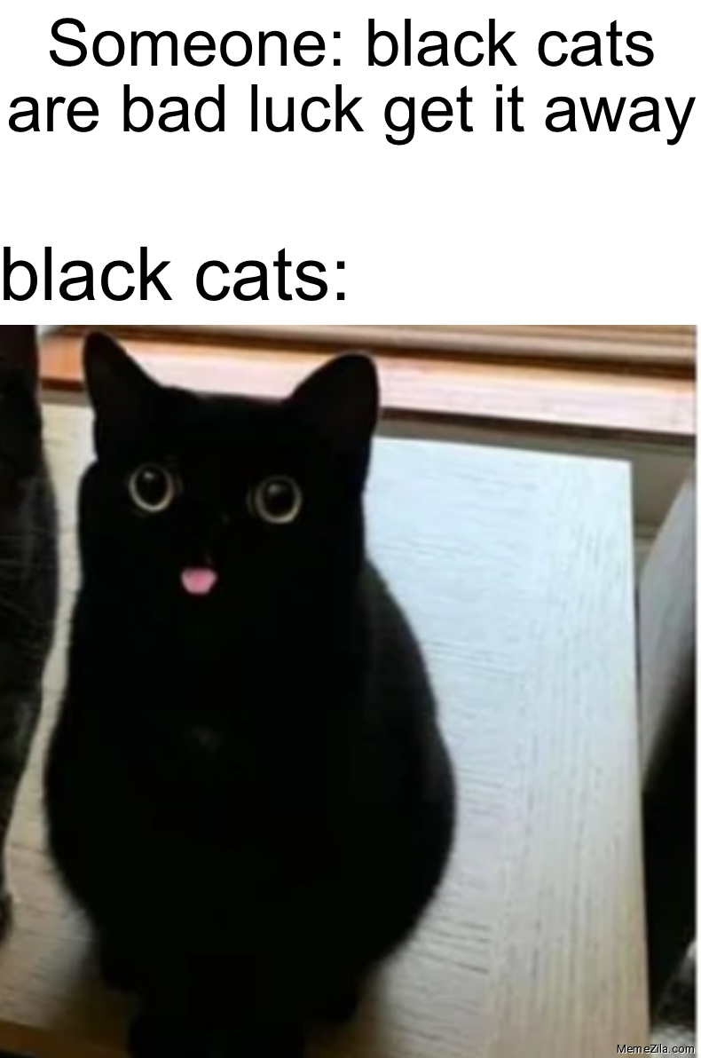Detail Black Cat Meme Nomer 6