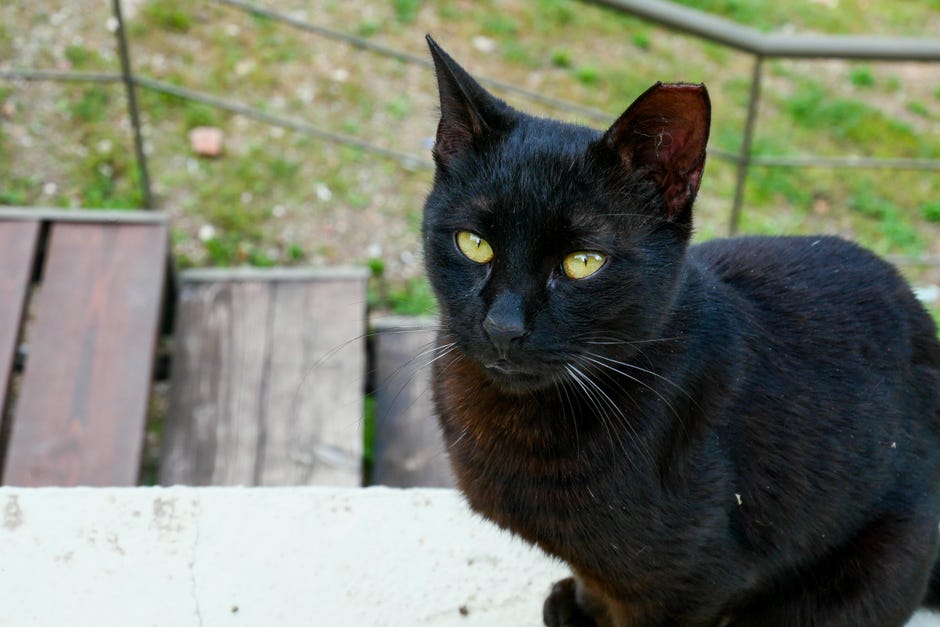 Detail Black Cat Meme Nomer 51