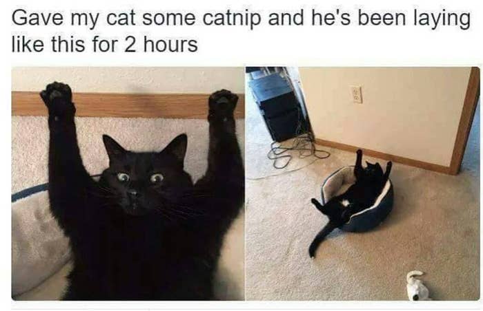 Detail Black Cat Meme Nomer 54