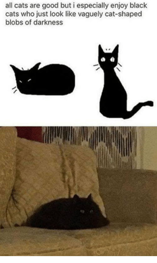 Detail Black Cat Meme Nomer 8