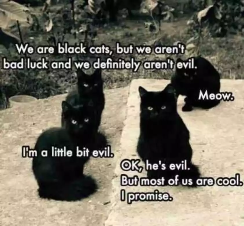 Detail Black Cat Meme Nomer 10