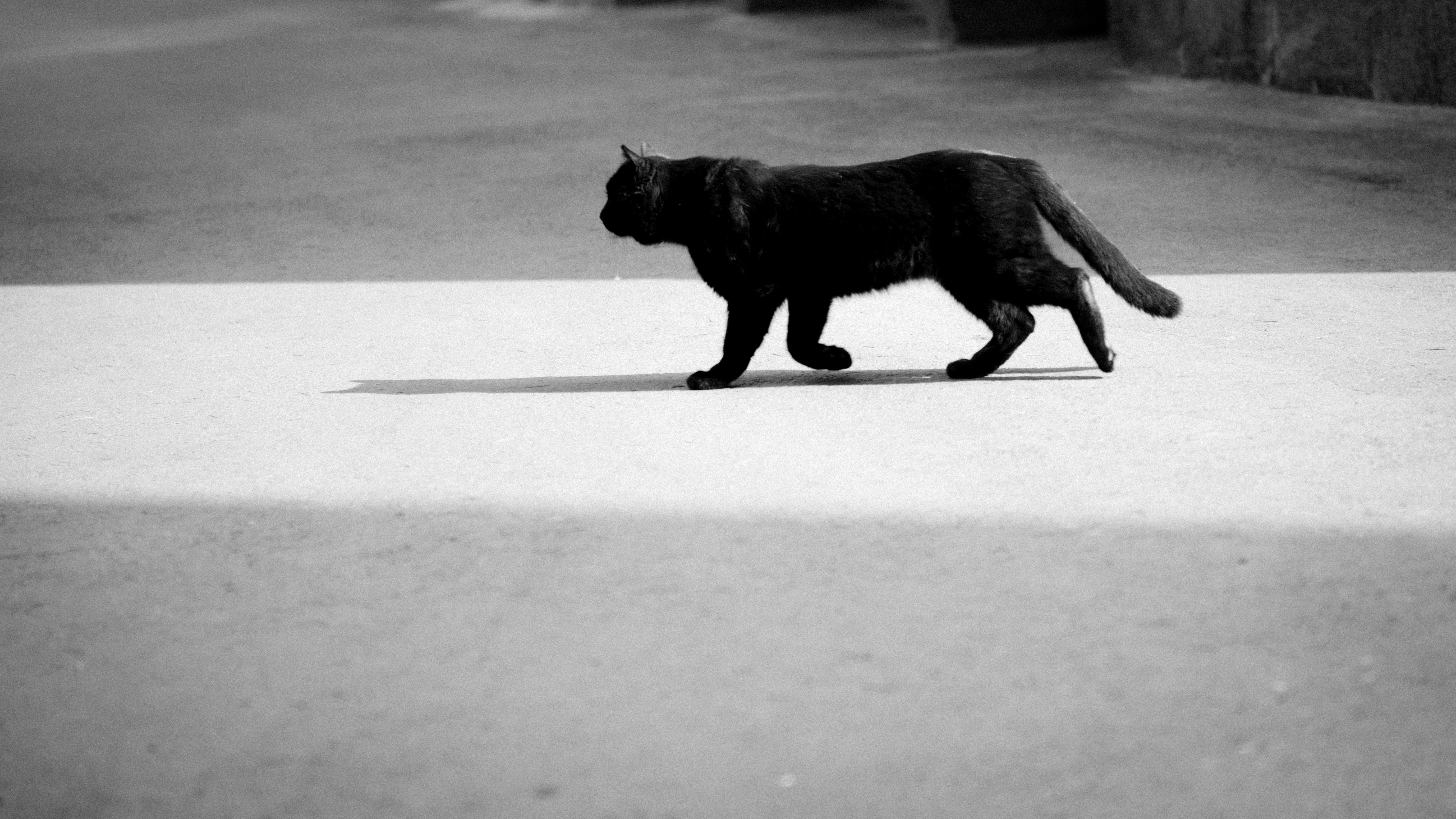 Detail Black Cat Photos Free Nomer 51