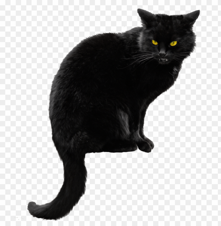 Black Cat Png - KibrisPDR