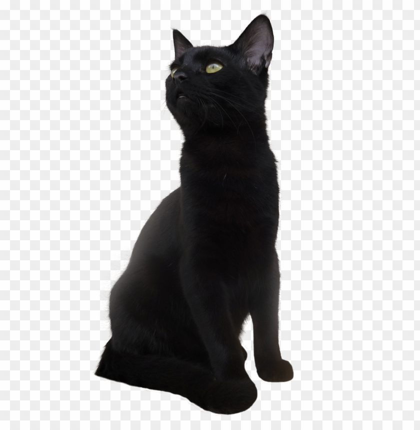 Detail Black Cat Png Nomer 4