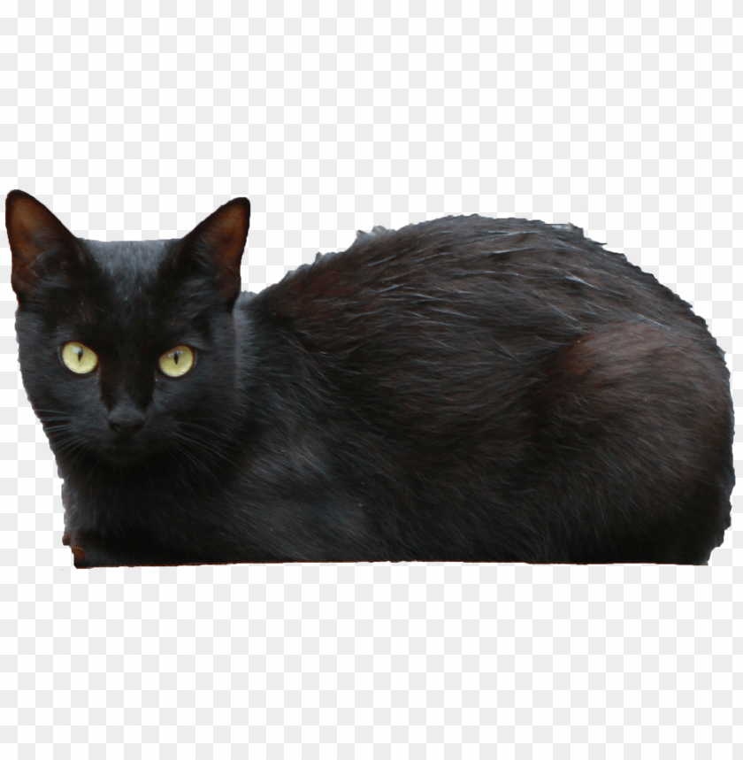 Detail Black Cat Png Nomer 7
