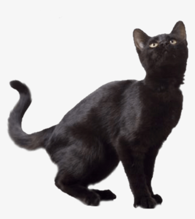 Detail Black Cat Png Transparent Nomer 14