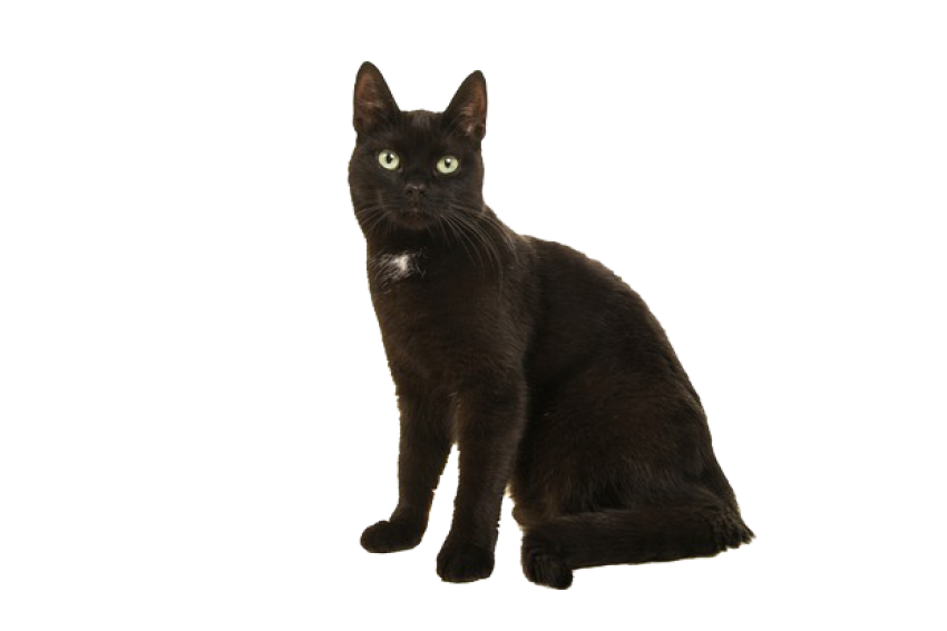 Detail Black Cat Png Transparent Nomer 24