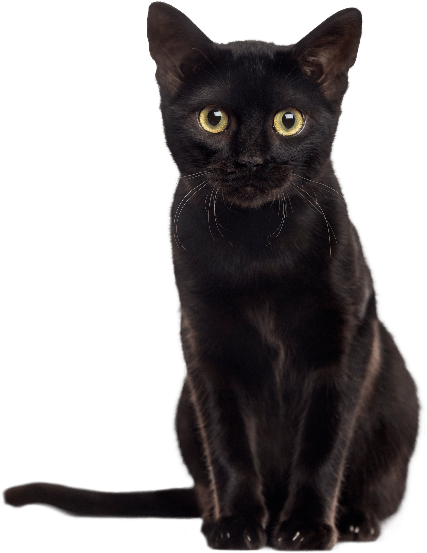 Detail Black Cat Png Transparent Nomer 25