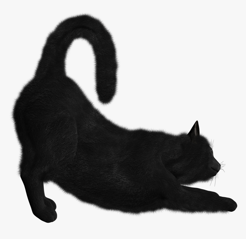 Detail Black Cat Png Transparent Nomer 30
