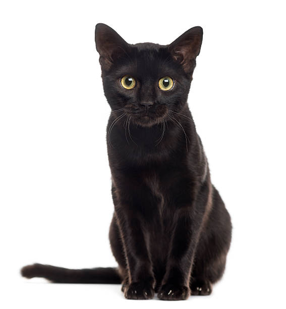 Black Cat Stock Photo - KibrisPDR