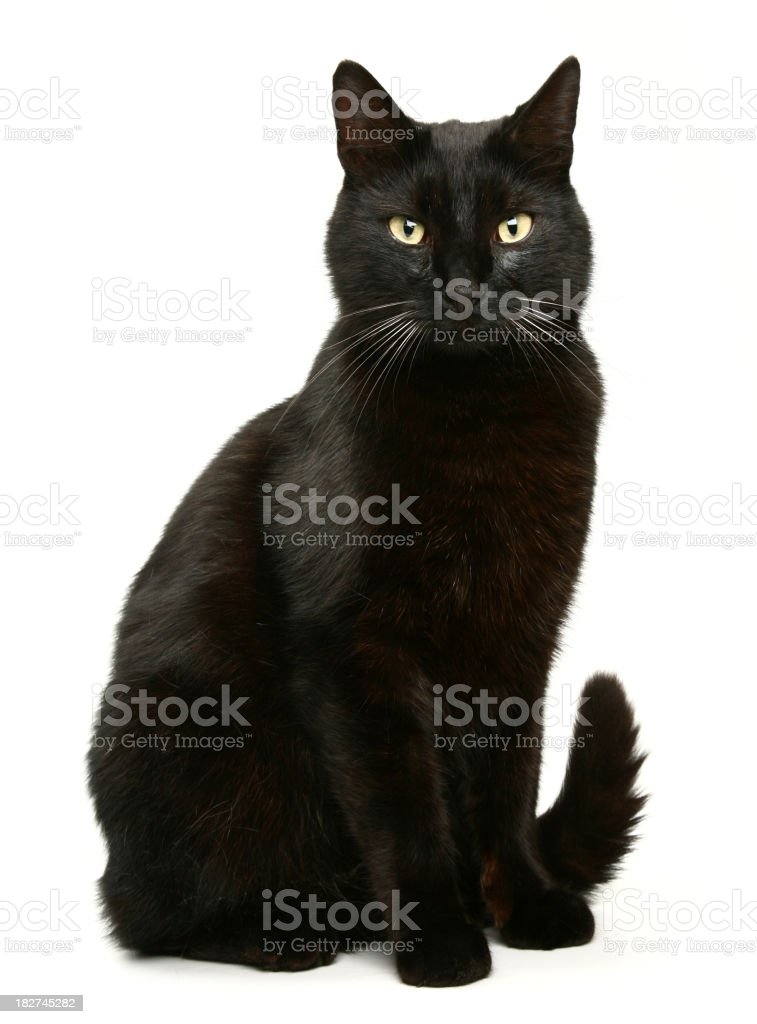 Detail Black Cat Stock Photo Nomer 15