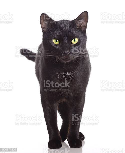 Detail Black Cat Stock Photo Nomer 16
