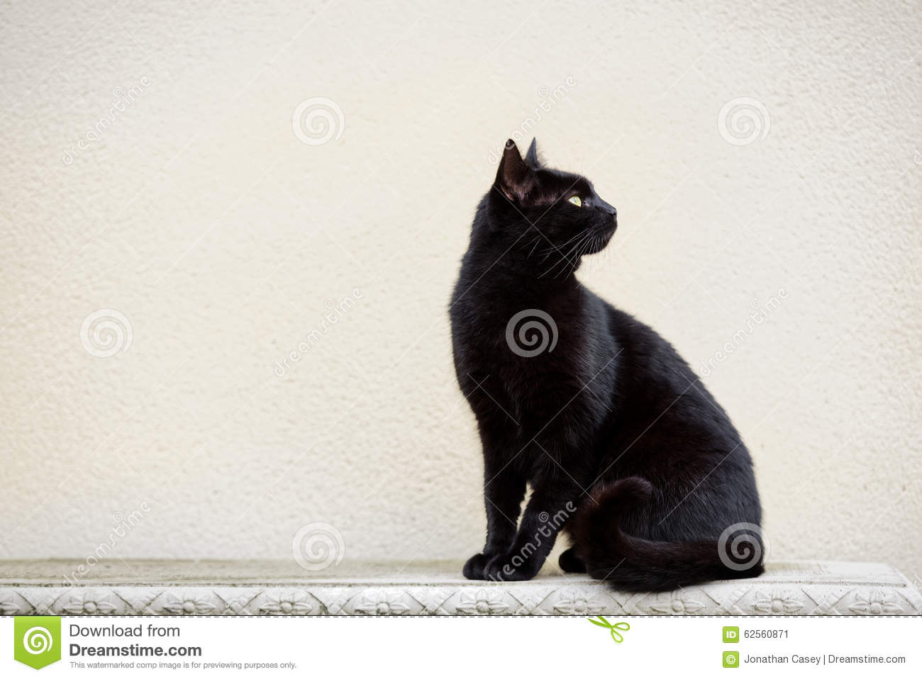 Detail Black Cat Stock Photo Nomer 20
