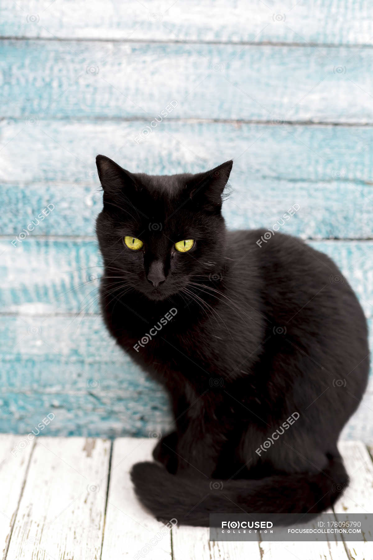 Detail Black Cat Stock Photo Nomer 30