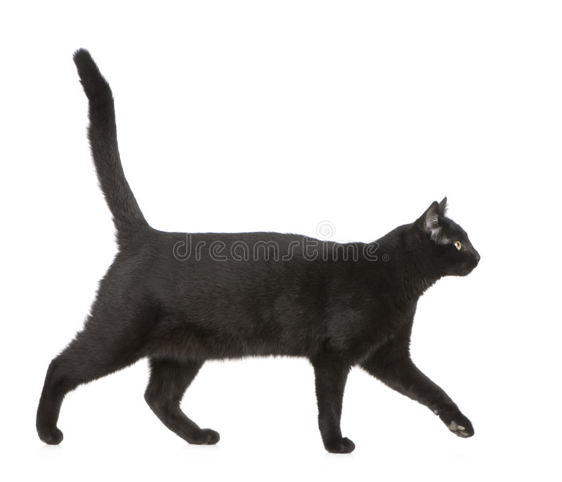 Кот вид с боку