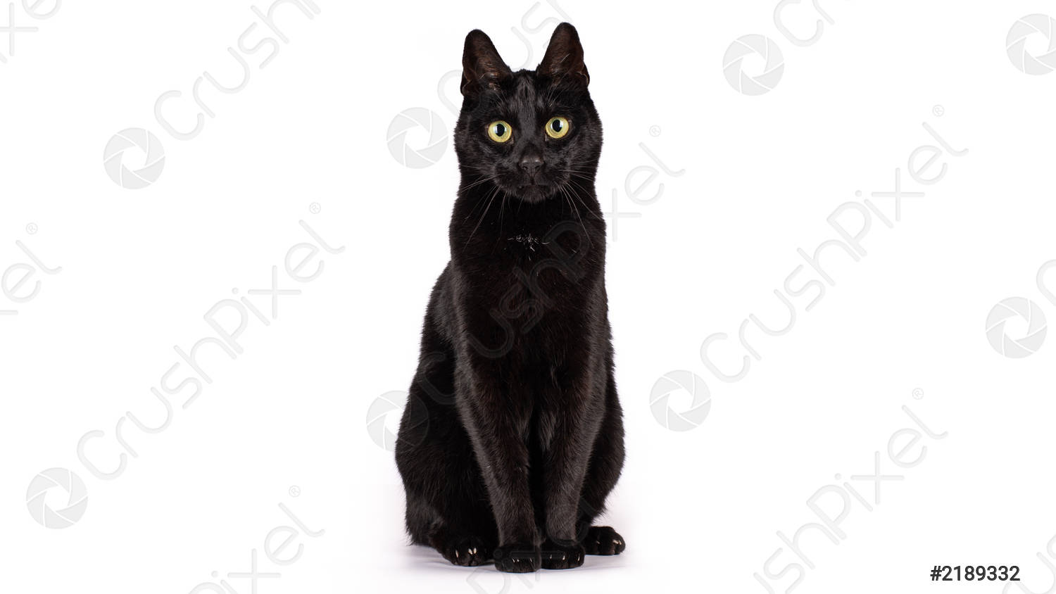 Detail Black Cat Stock Photo Nomer 10