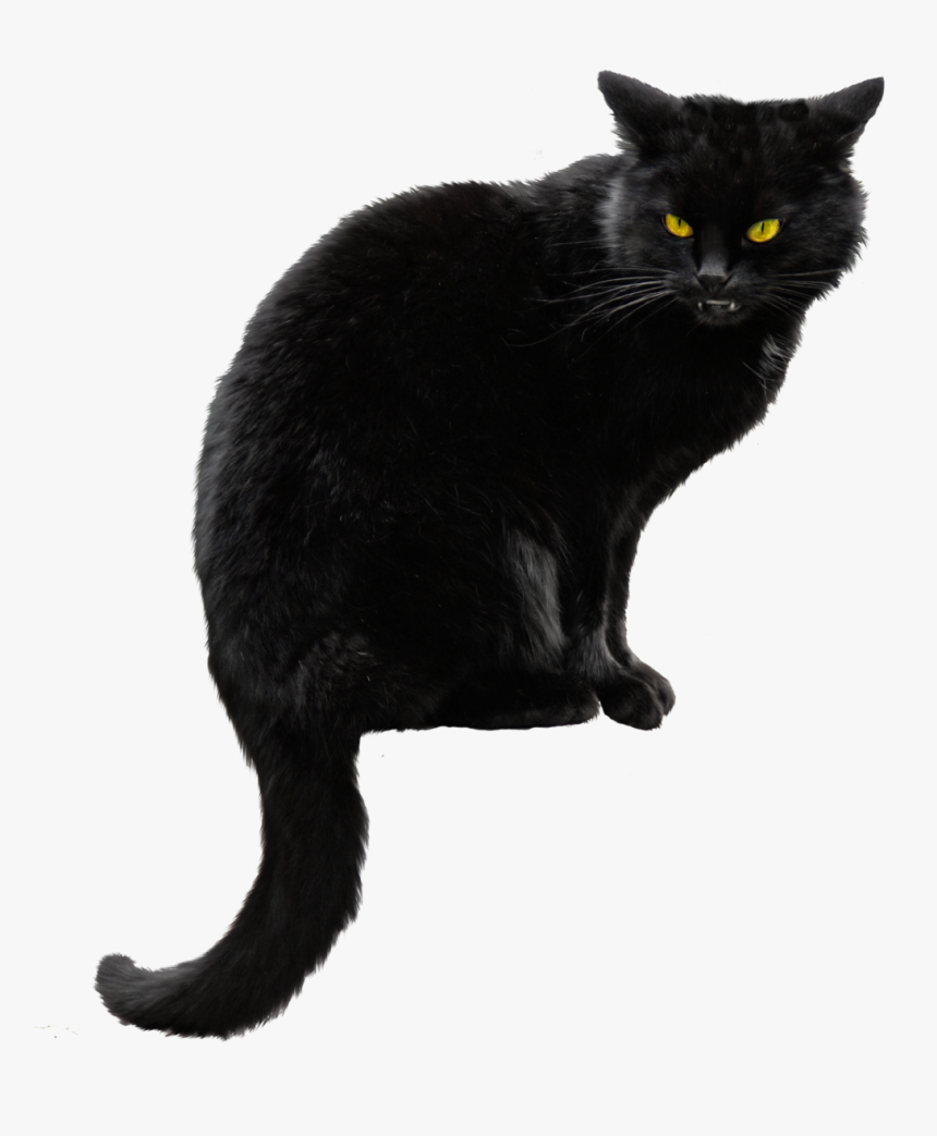 Black Cat Transparent Background - KibrisPDR