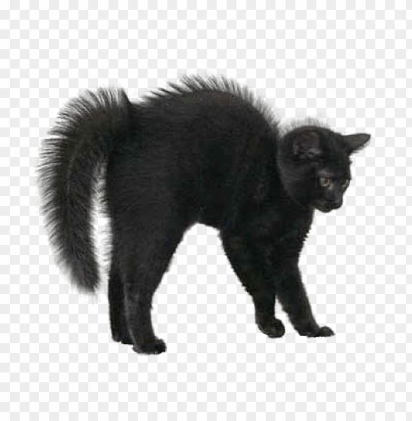 Detail Black Cat Transparent Background Nomer 11