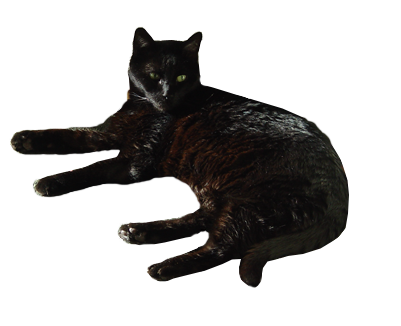 Detail Black Cat Transparent Background Nomer 14