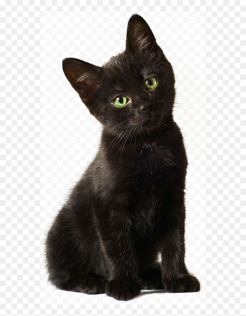 Detail Black Cat Transparent Background Nomer 22