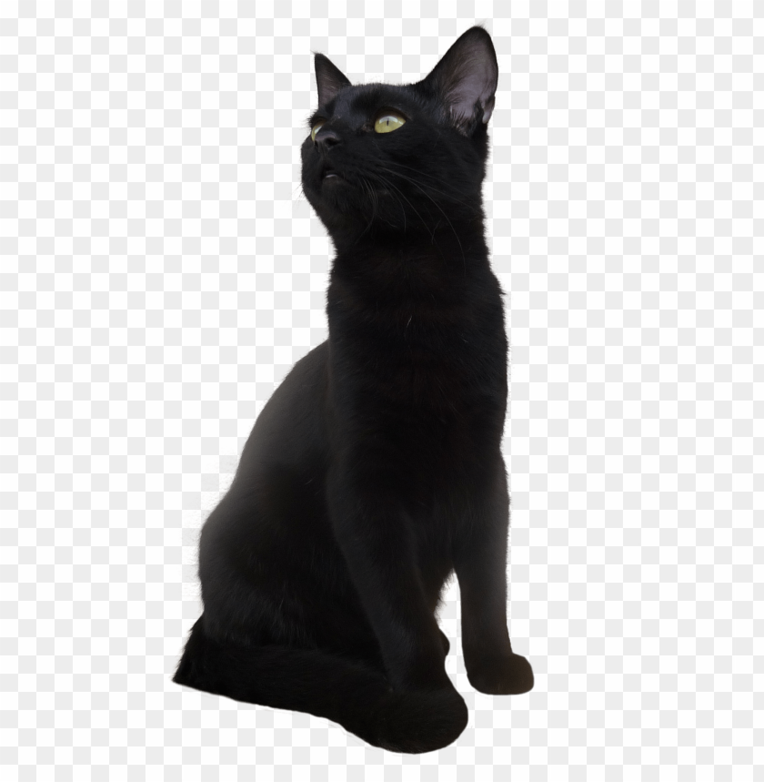 Detail Black Cat Transparent Background Nomer 4