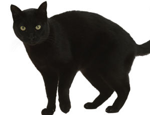 Detail Black Cat Transparent Background Nomer 32